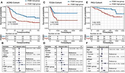 ITGB1-mediated molecular landscape and cuproptosis phenotype induced the worse prognosis in diffuse gastric cancer